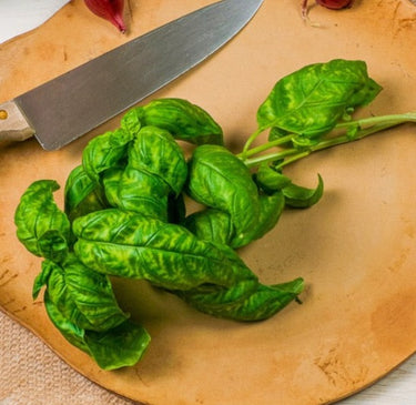sweet genovese basil